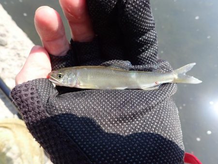 揖保川渓流釣り