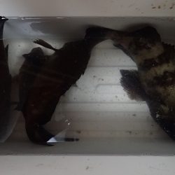 数を狙うか? それとも型か?