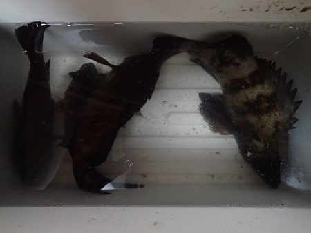 数を狙うか? それとも型か?