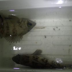 まとまった雨のあとは・・・