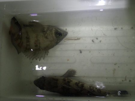 まとまった雨のあとは・・・