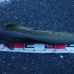 手長エビ&ぶっこみ釣り