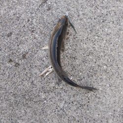 シーバス　好調