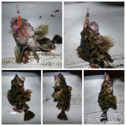 メバル×1 ガシラ×12