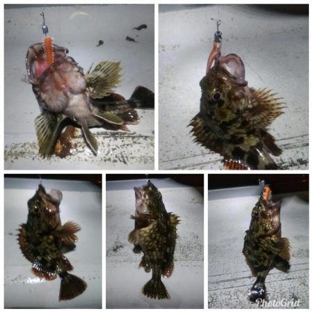 メバル×1 ガシラ×12