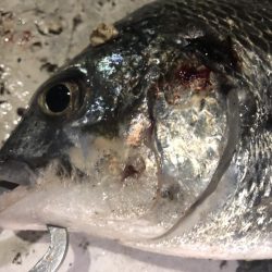 ライトゲームでキビレ、シーバス、カサゴなど