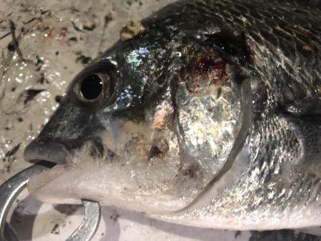 ライトゲームでキビレ、シーバス、カサゴなど