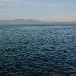 魚へんに春が、来たぁ～！