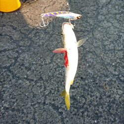 かわいい青物たち