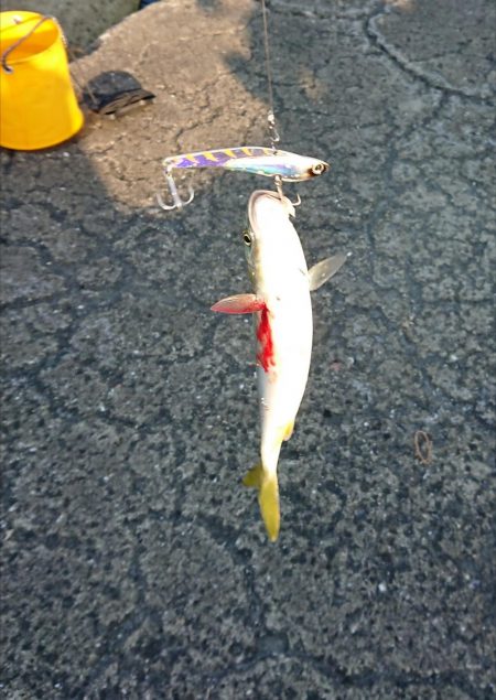 かわいい青物たち