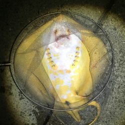 脂乗ってプリプリ、泉南の戻りアジ！