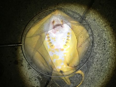 脂乗ってプリプリ、泉南の戻りアジ！