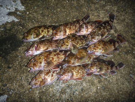 日没後に活性急上昇♪