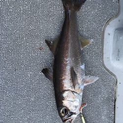 へいみつ丸 釣果