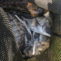由良渡船 釣果