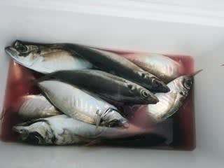 松福丸 釣果