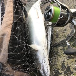 海サクラ釣行 ４月編【たっつん氏連載 vol.10】