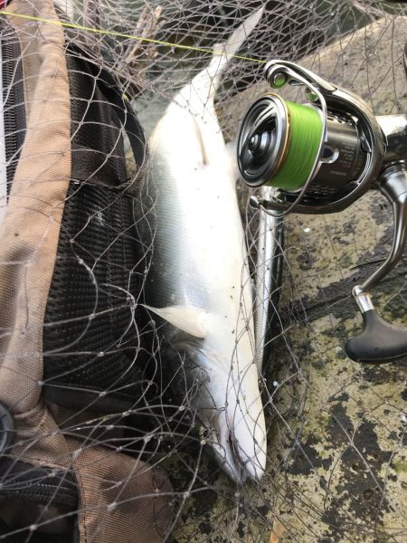 海サクラ釣行 ４月編【たっつん氏連載 vol.10】