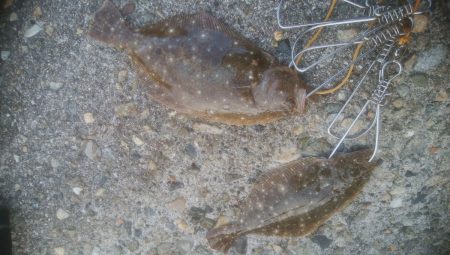 エギング・フラットフィッシュ他　釣果まとめ【きた氏連載 vol.9】