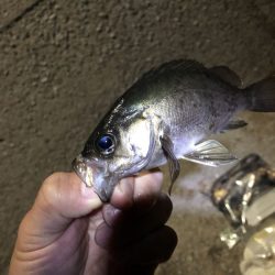 メバリング的ポストシーズンの攻め方 in倉橋島&鹿島【カズ・ハシモト氏連載 vol.6】