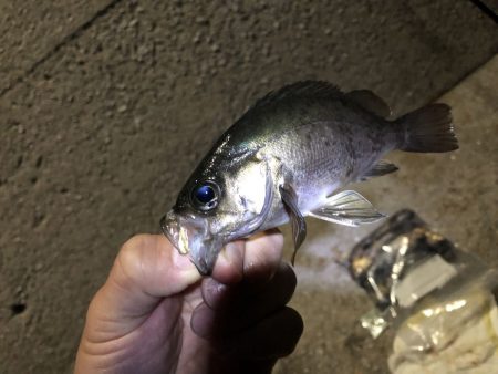 メバリング的ポストシーズンの攻め方 in倉橋島&鹿島【カズ・ハシモト氏連載 vol.6】