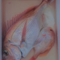 遊漁船 新鋭丸 釣果