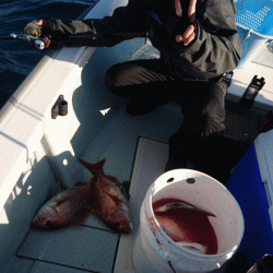 遊漁船ブルーウッズ 釣果