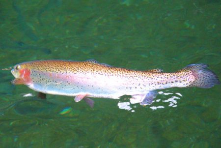 小菅トラウトガーデン 釣果