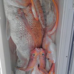 遊漁船 新鋭丸 釣果