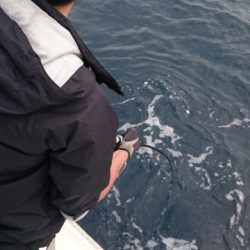 海晴丸 釣果