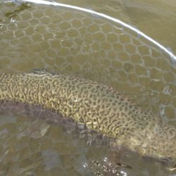 フィッシングレイクたかみや 釣果