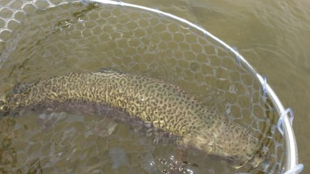 フィッシングレイクたかみや 釣果