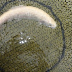 フィッシングレイクたかみや 釣果