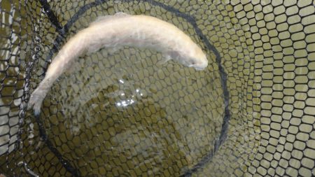 フィッシングレイクたかみや 釣果