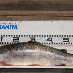 フィッシングレイクたかみや 釣果
