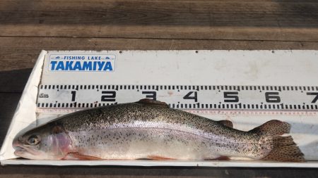 フィッシングレイクたかみや 釣果