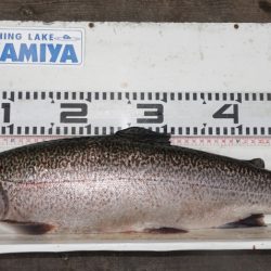 フィッシングレイクたかみや 釣果