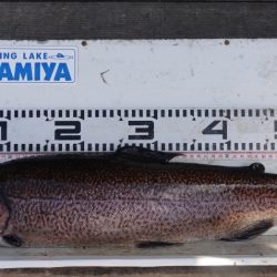 フィッシングレイクたかみや 釣果