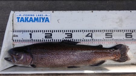 フィッシングレイクたかみや 釣果