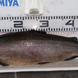 フィッシングレイクたかみや 釣果