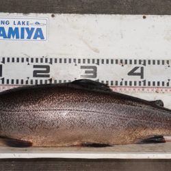 フィッシングレイクたかみや 釣果