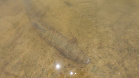 フィッシングレイクたかみや 釣果