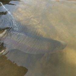 フィッシングレイクたかみや 釣果