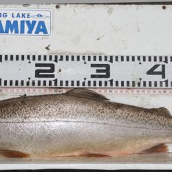 フィッシングレイクたかみや 釣果