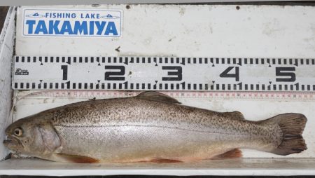 フィッシングレイクたかみや 釣果