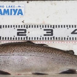 フィッシングレイクたかみや 釣果