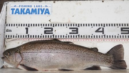 フィッシングレイクたかみや 釣果