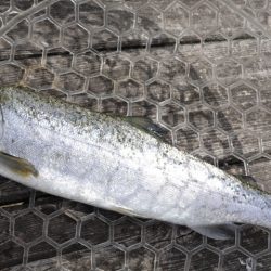 フィッシングレイクたかみや 釣果