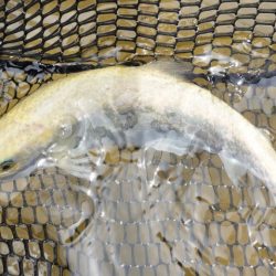 フィッシングレイクたかみや 釣果