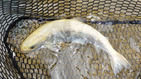 フィッシングレイクたかみや 釣果